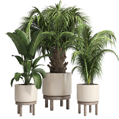 collection Indoor plant 84 vase wood tree plam plant pot 3D model