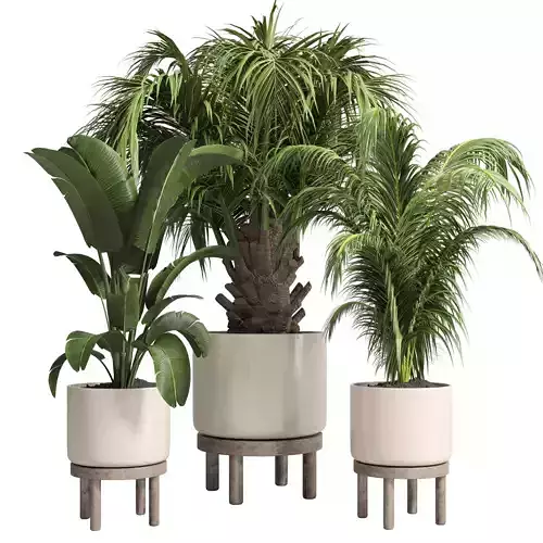 collection Indoor plant 84 vase wood tree plam plant pot