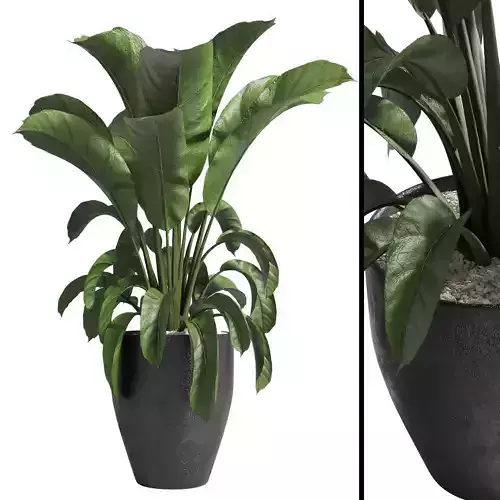 Indoor plant 85  concrete vase plant pot