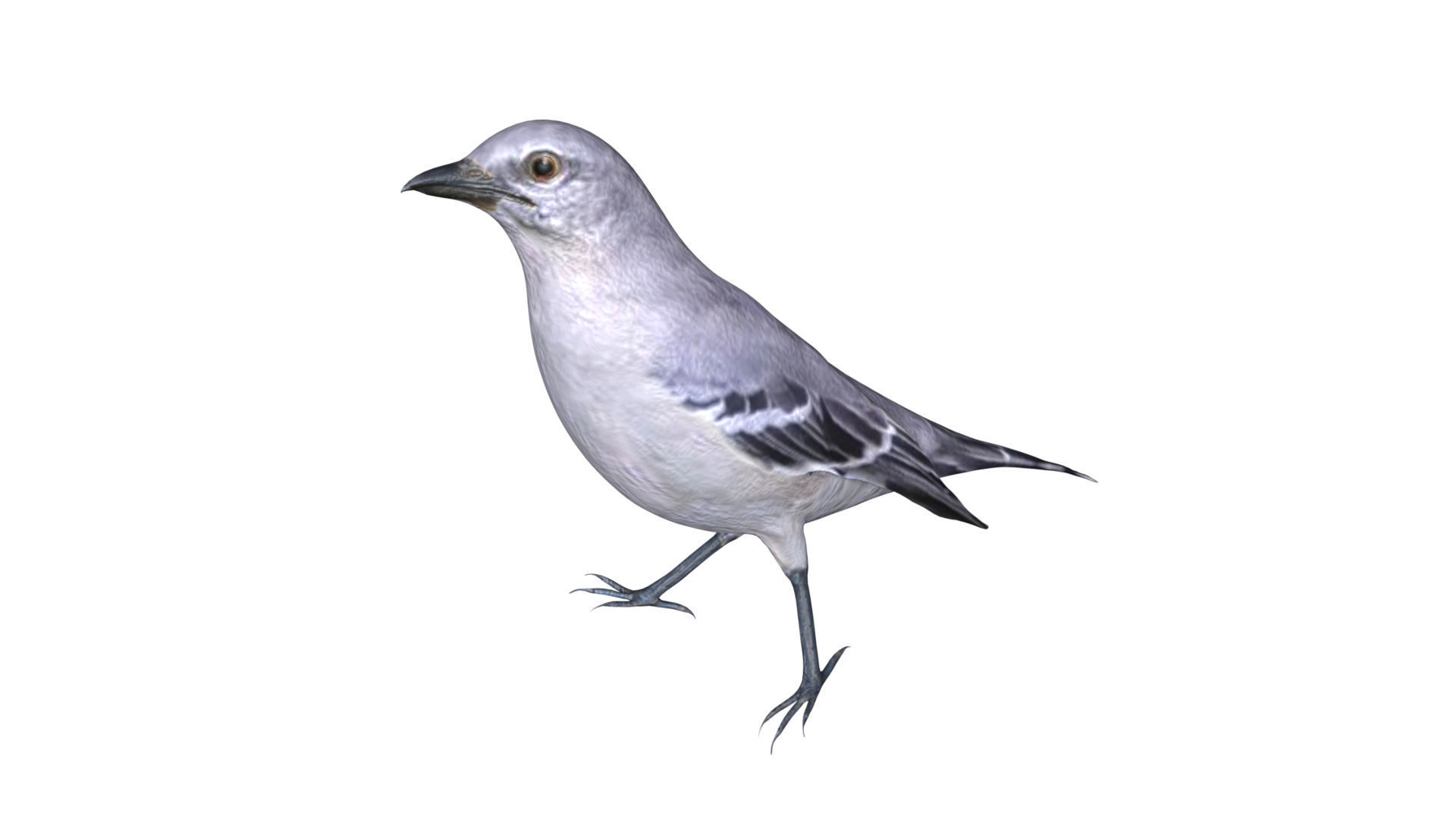 Mocking bird Low-poly 3D model_3