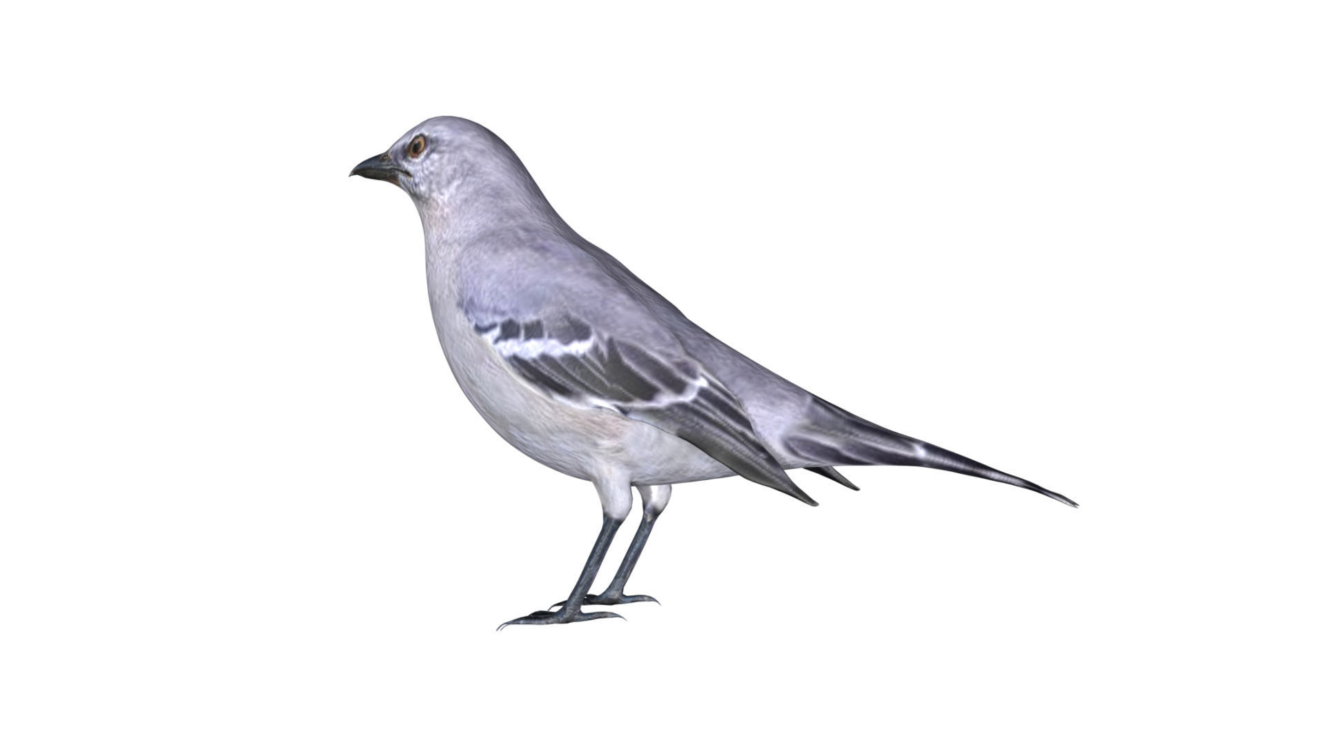 Mocking bird Low-poly 3D model_5