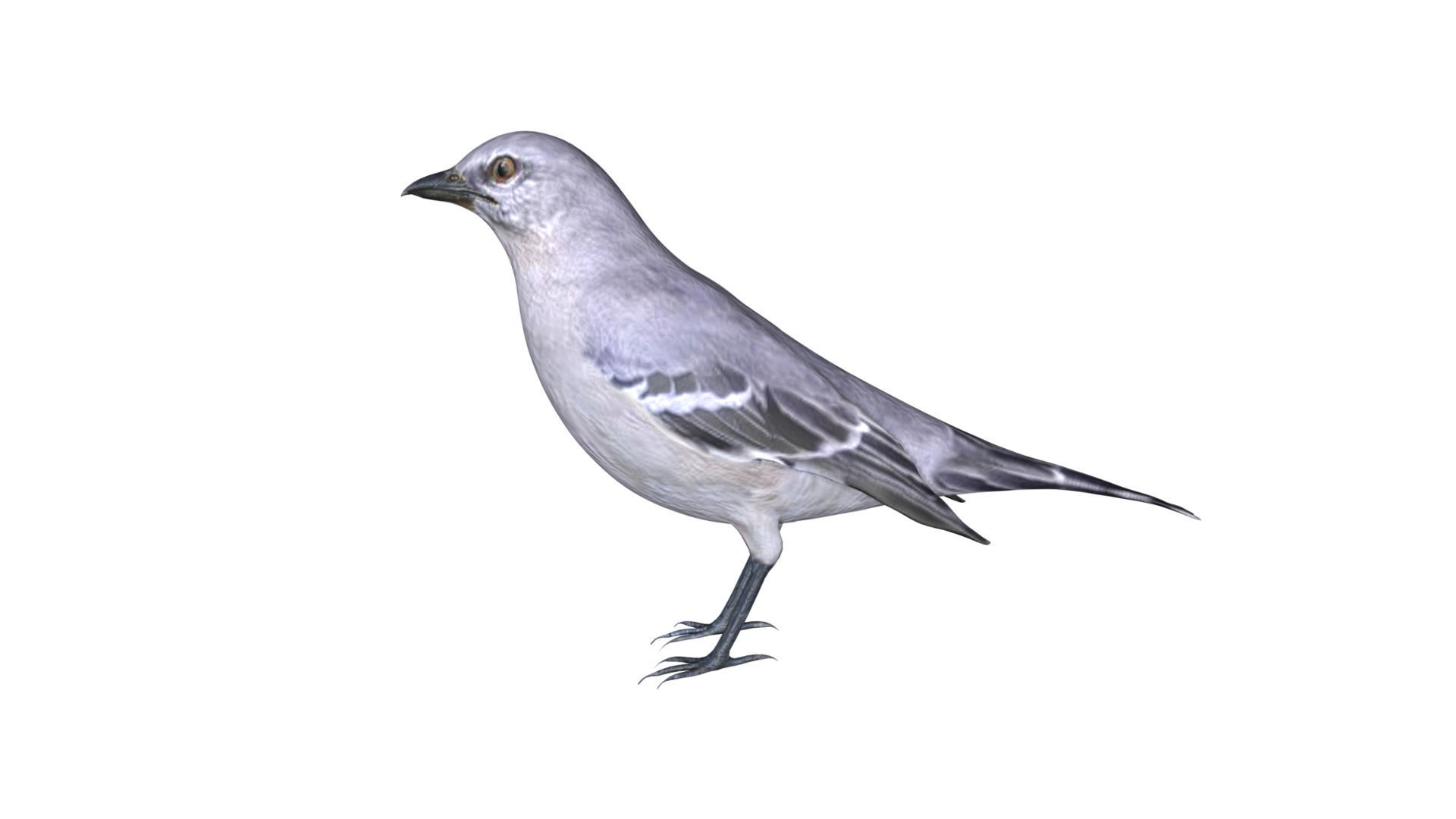 Mocking bird Low-poly 3D model_2