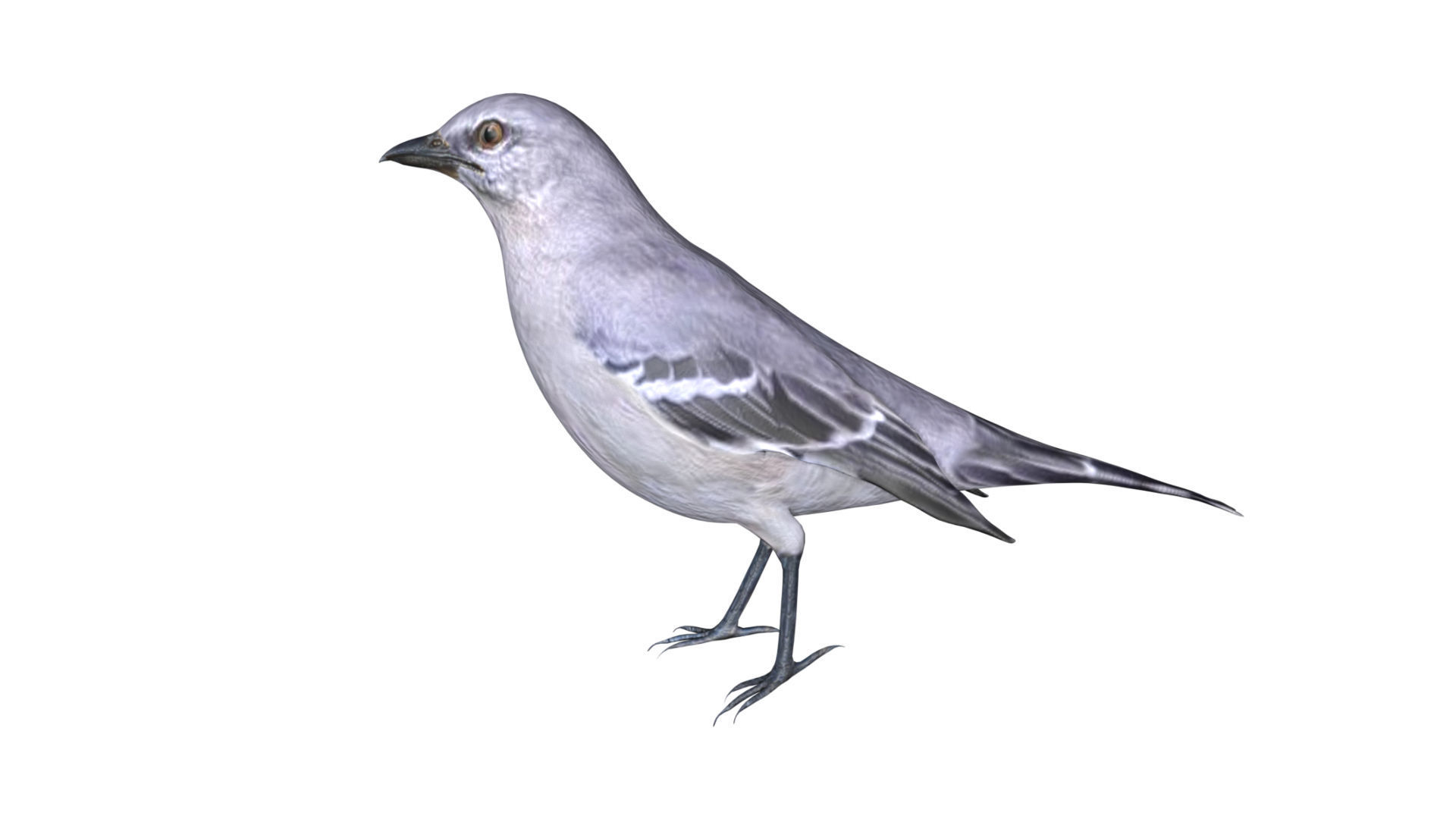 Mocking bird Low-poly 3D model_4
