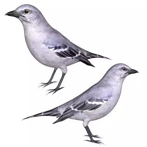 Mocking bird Low-poly 3D model