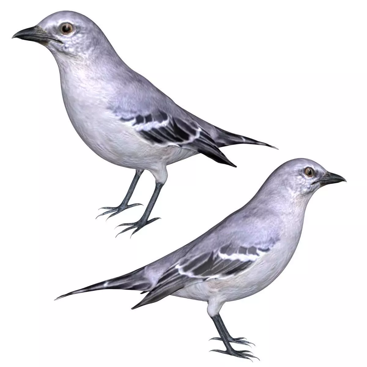 Mocking bird Low-poly 3D model_0