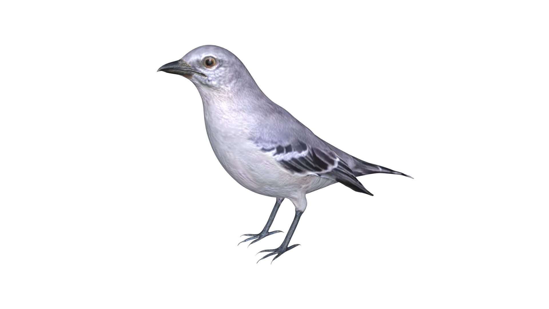 Mocking bird Low-poly 3D model_1