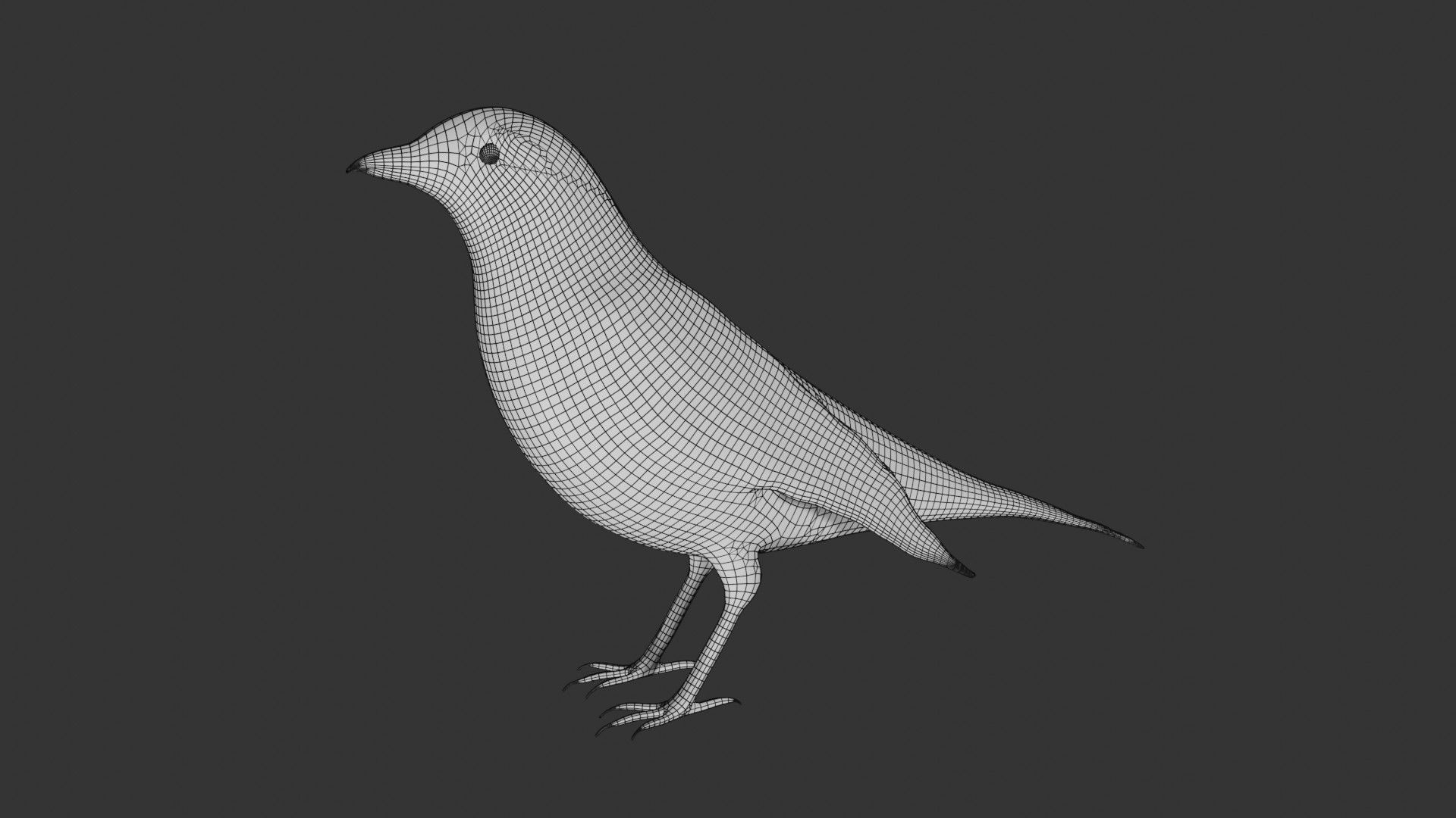 American Robin Low-poly 3D model_8