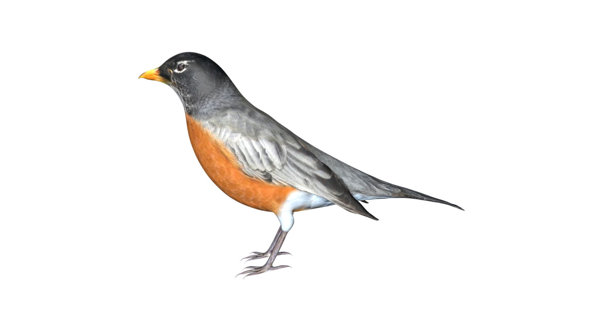 American Robin Low-poly 3D model_1