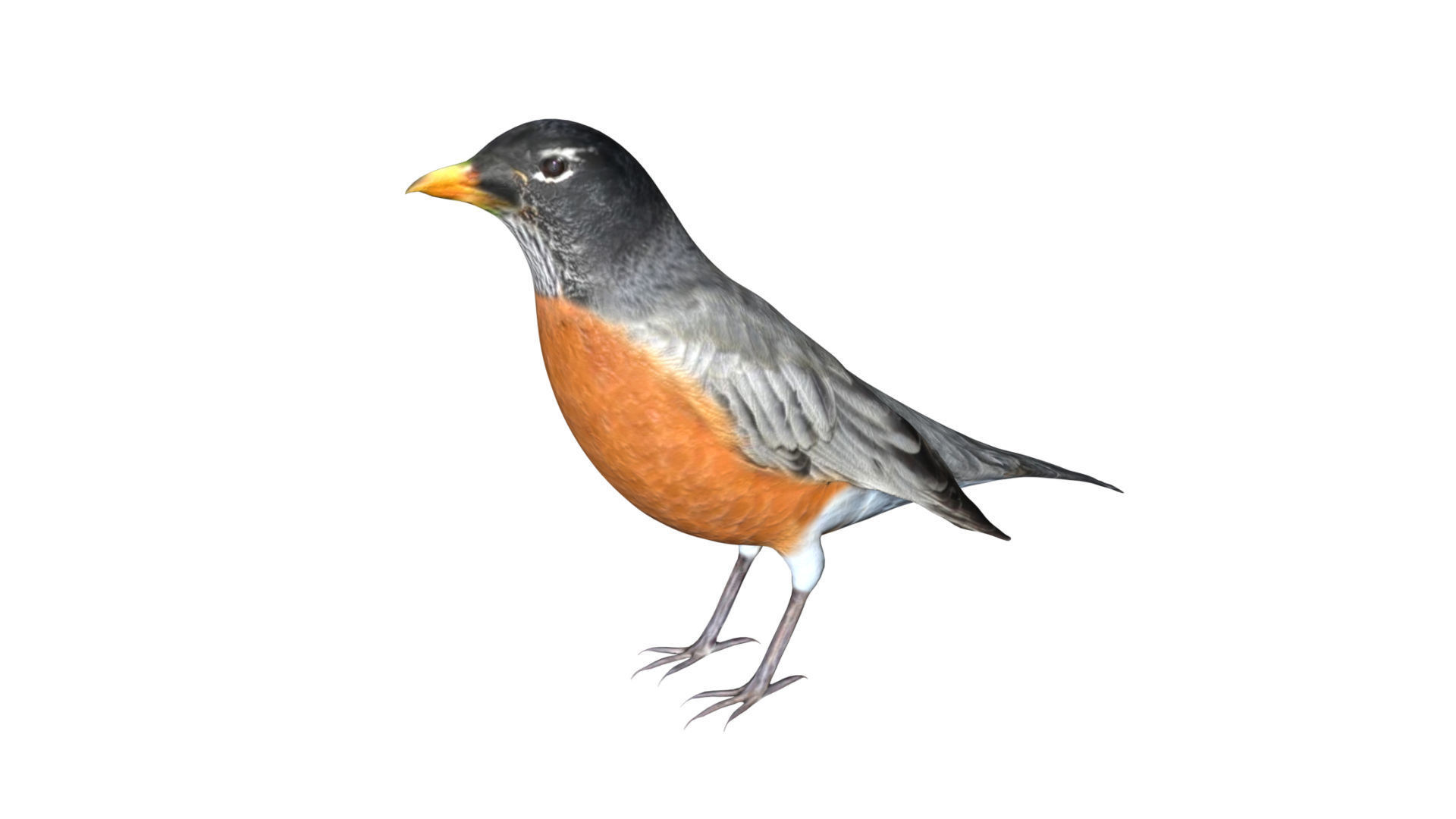 American Robin Low-poly 3D model_2