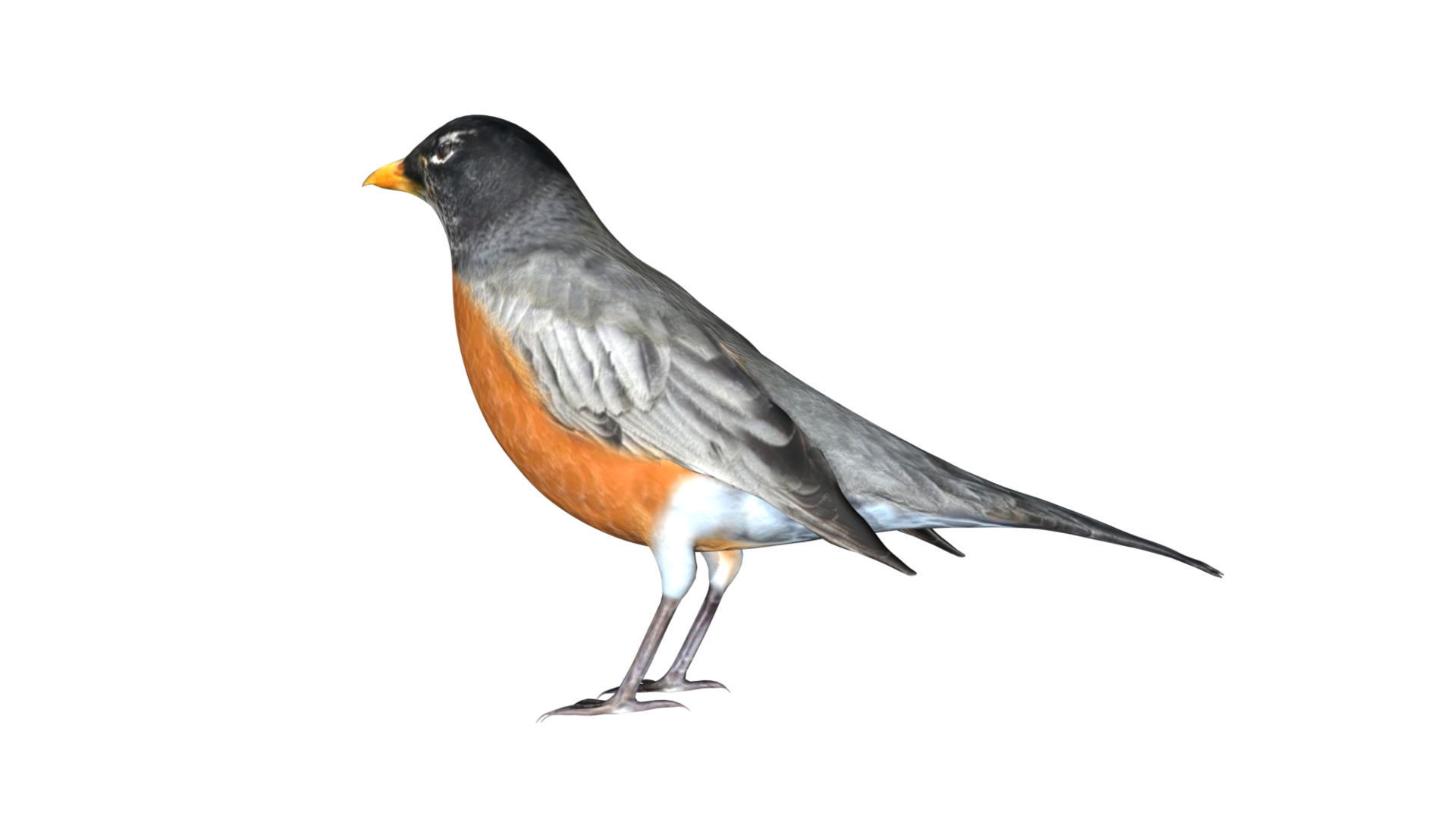 American Robin Low-poly 3D model_5