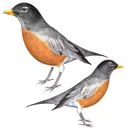 American Robin Low-poly 3D model