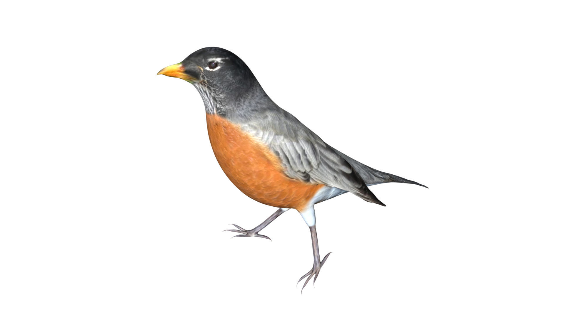 American Robin Low-poly 3D model_3