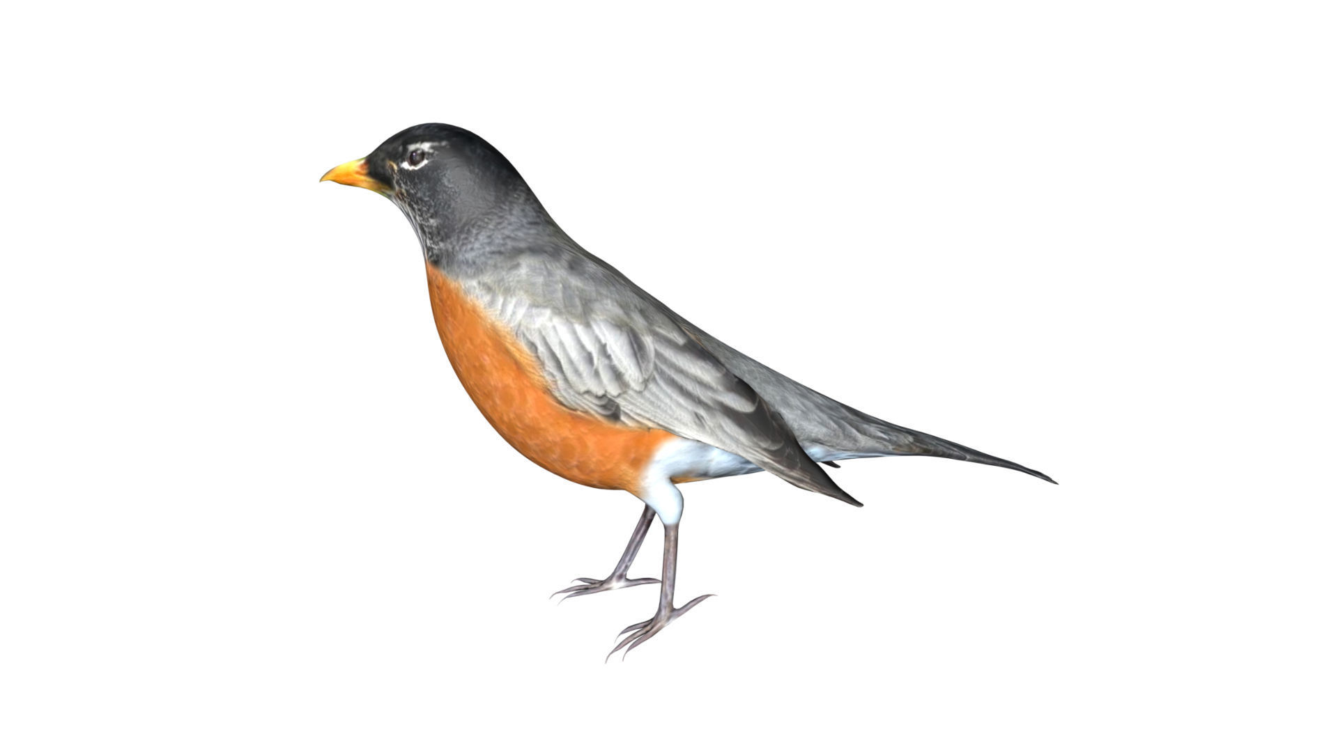American Robin Low-poly 3D model_4