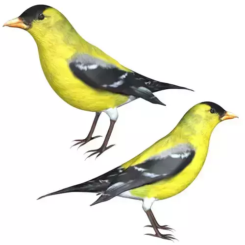 American Goldfinch Low-poly 3D model