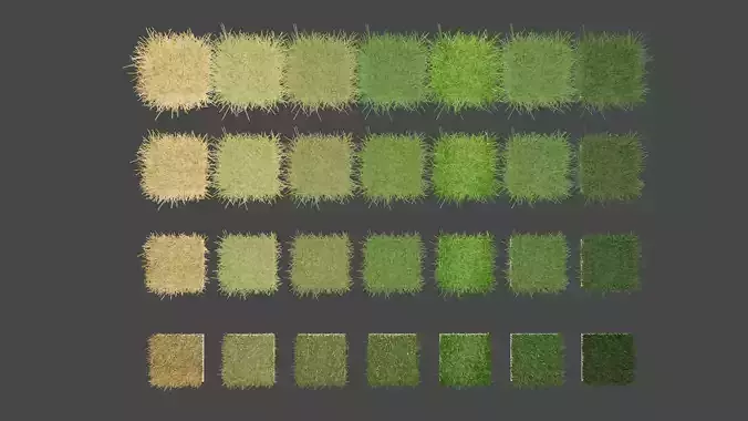 Different Kinds of Grasses