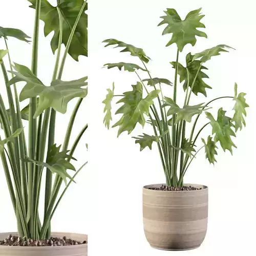 Philodendron xanadu in rattan pot