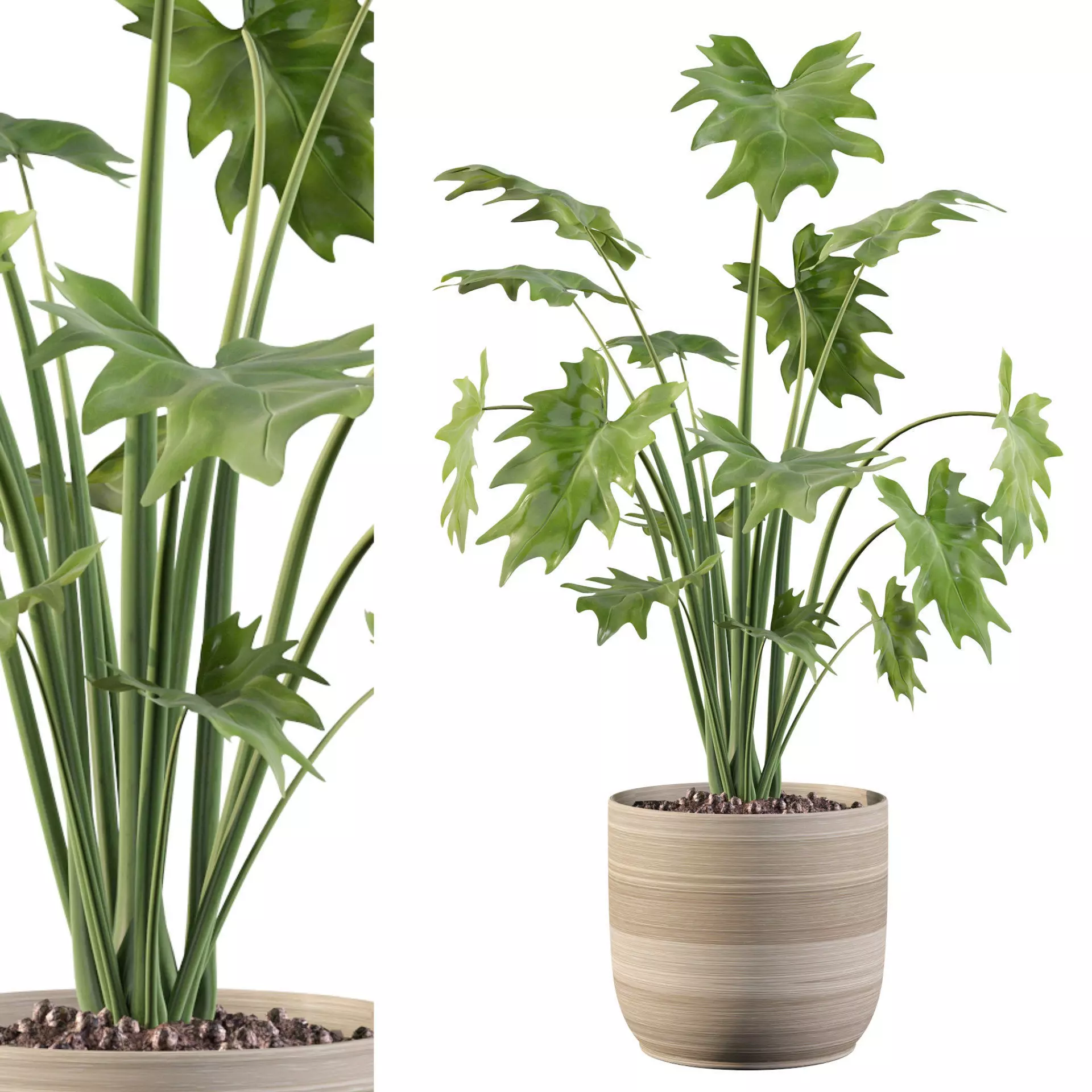 Philodendron xanadu in rattan pot 3D model
