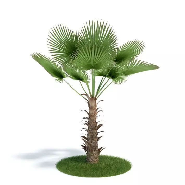 Green Tropic Palm 3D model_0