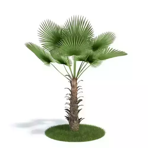 Green Tropic Palm