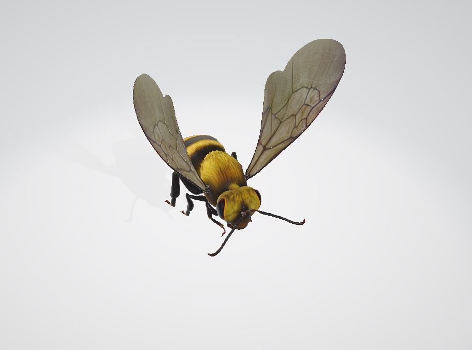 Bees that can fly 3D model_2