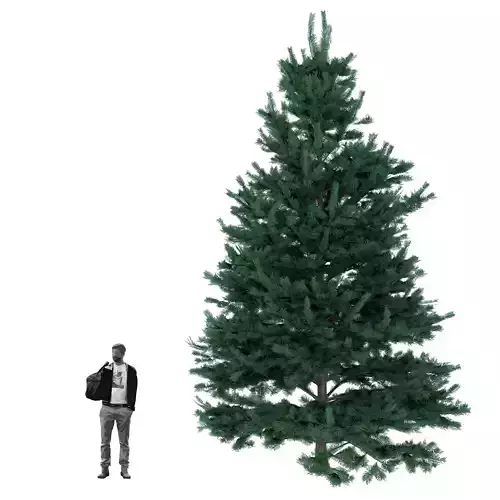 White fir or Abies concolor Trees 