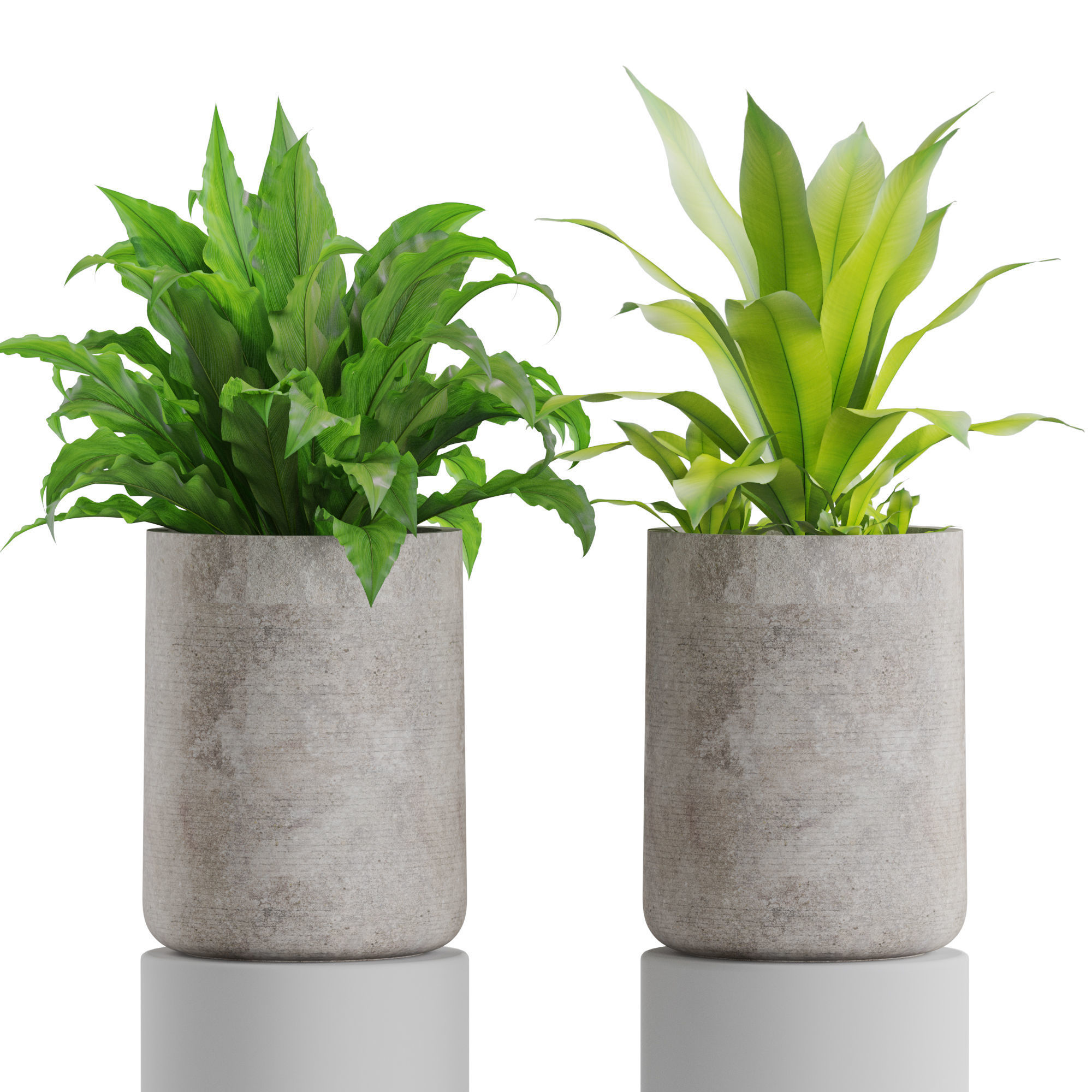 Plants collection 556 3D model_2