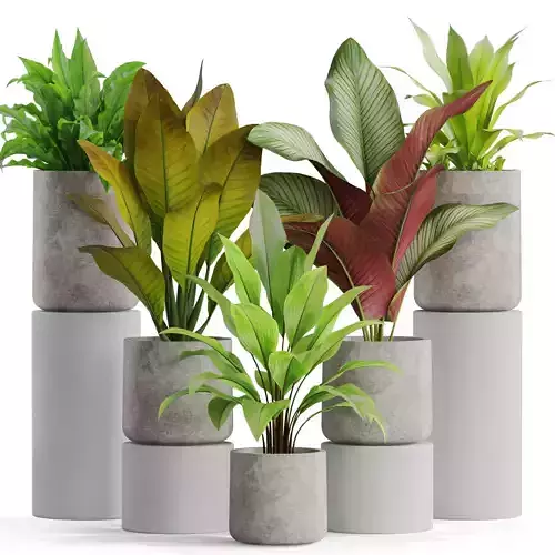 Plants collection 556 3D model