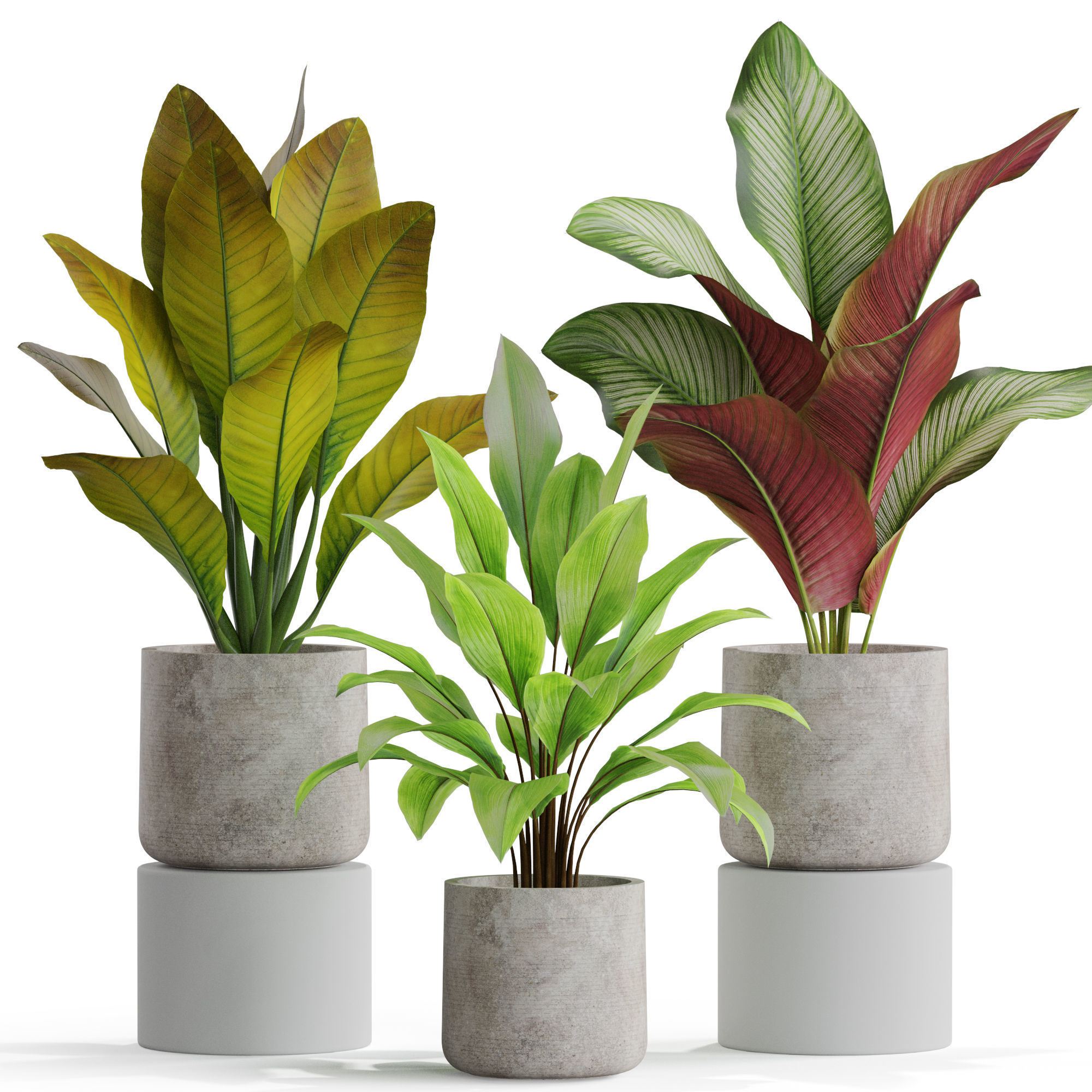 Plants collection 556 3D model_1