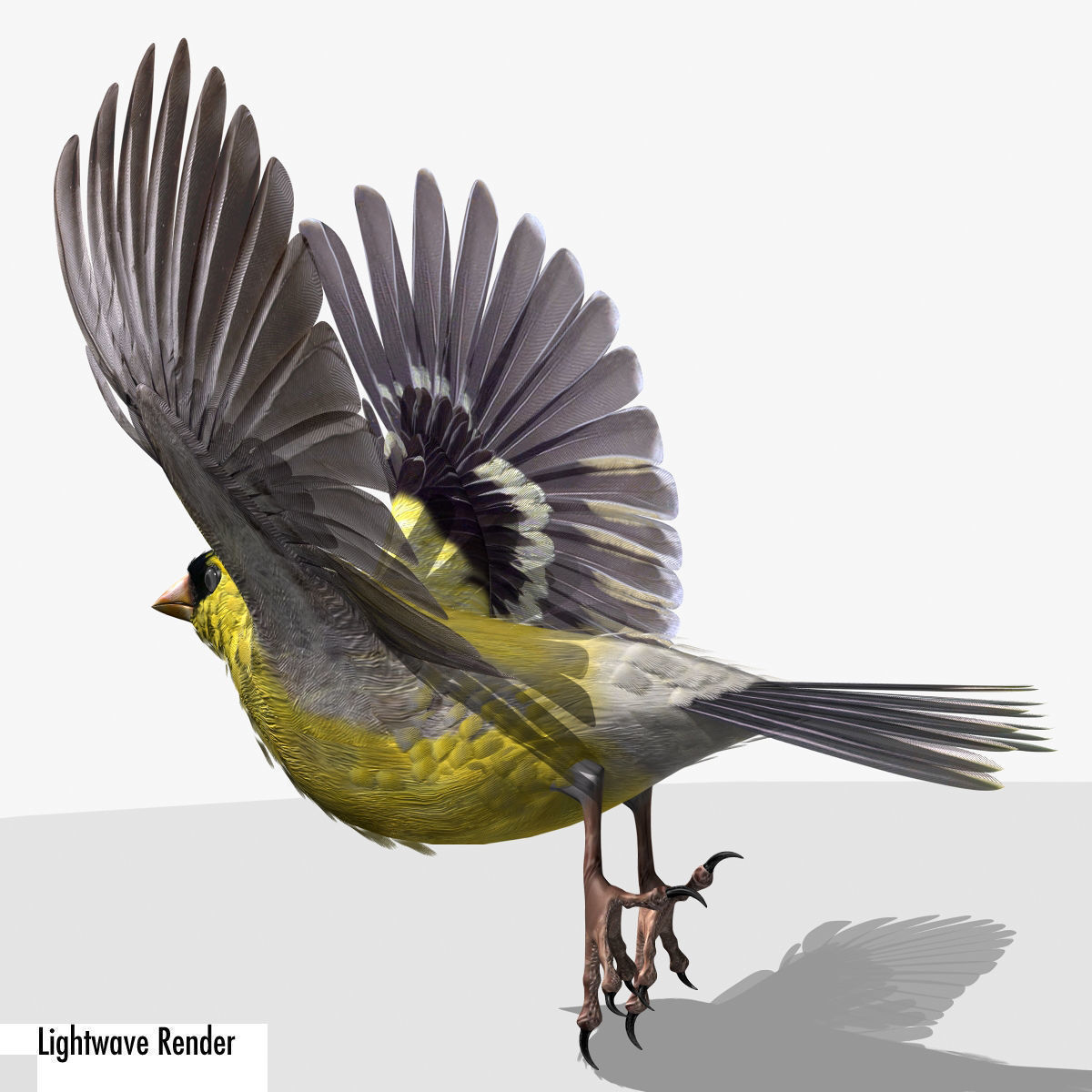 Animated birds Low-poly 3D model_12