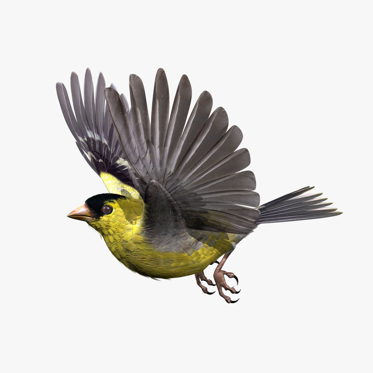 Animated birds Low-poly 3D model_14