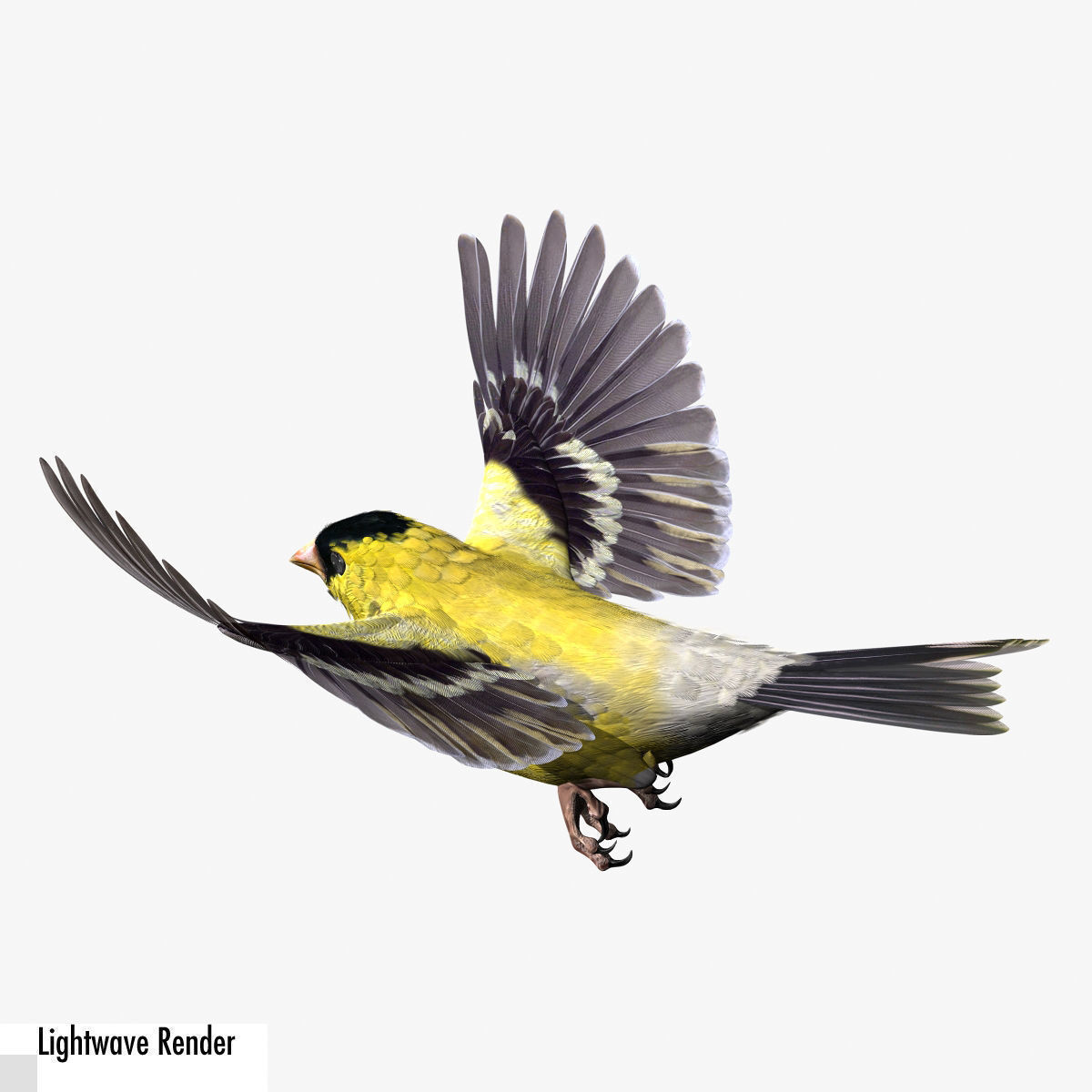 Animated birds Low-poly 3D model_9