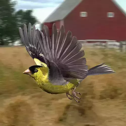Animated birds