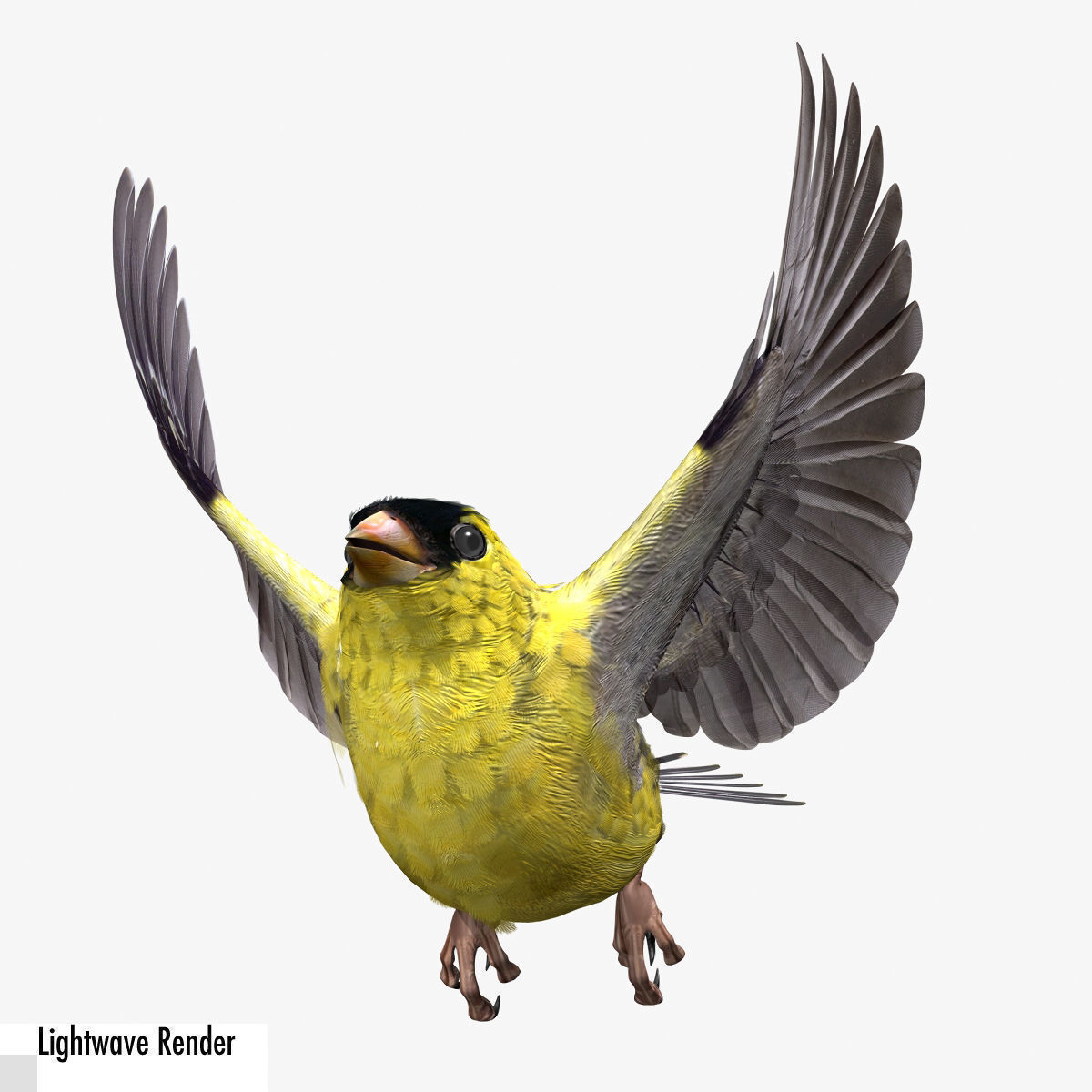 Animated birds Low-poly 3D model_7