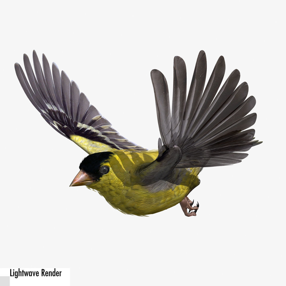 Animated birds Low-poly 3D model_13