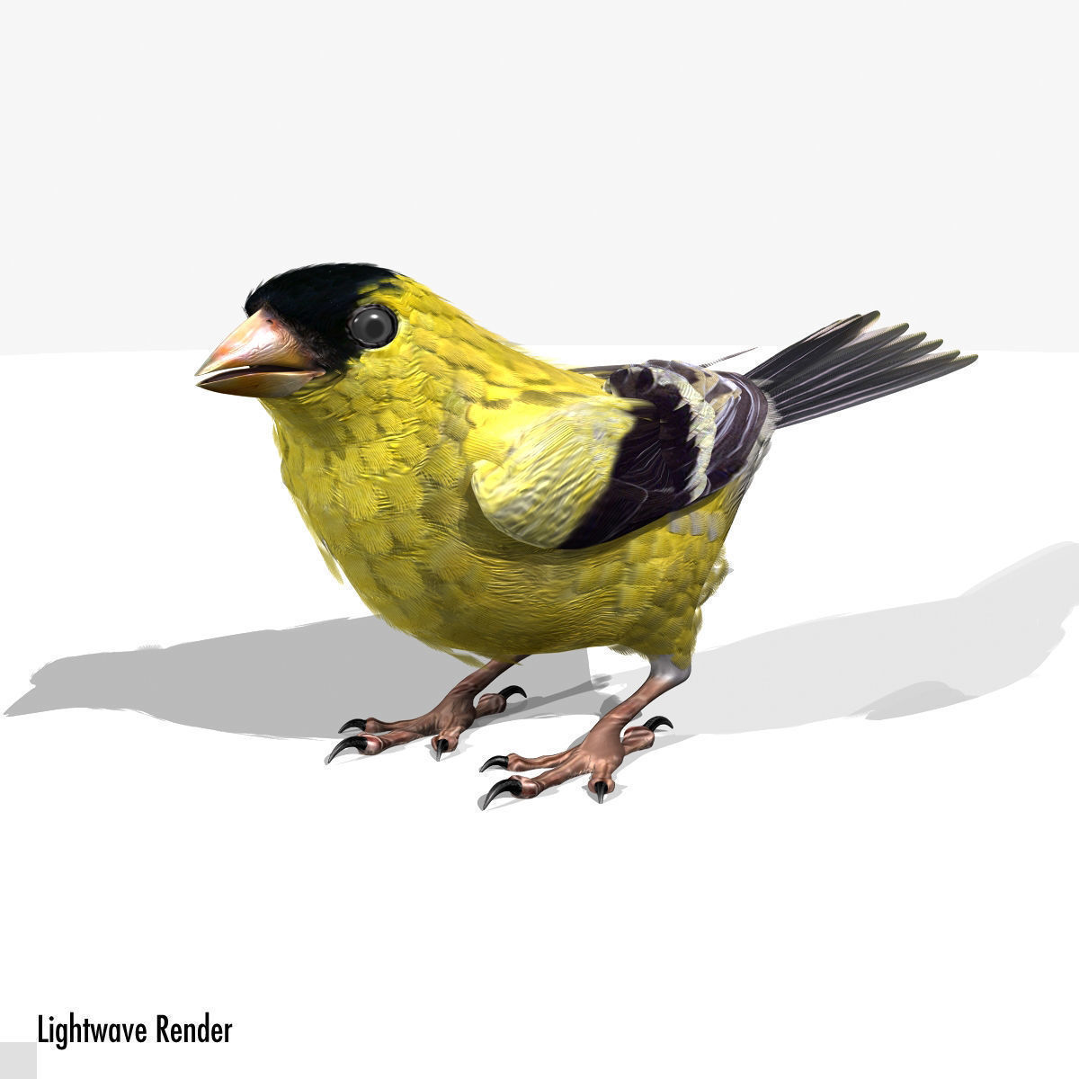 Animated birds Low-poly 3D model_10