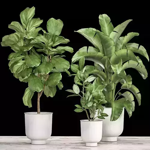 Houseplants in a flowerpot for the interior 1018