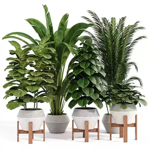 Indoor plant collection 09