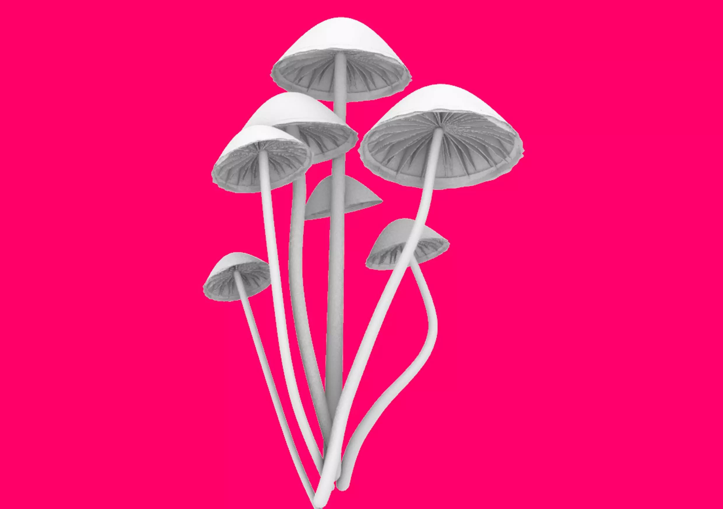 mushroom mushrooms Free 3D model