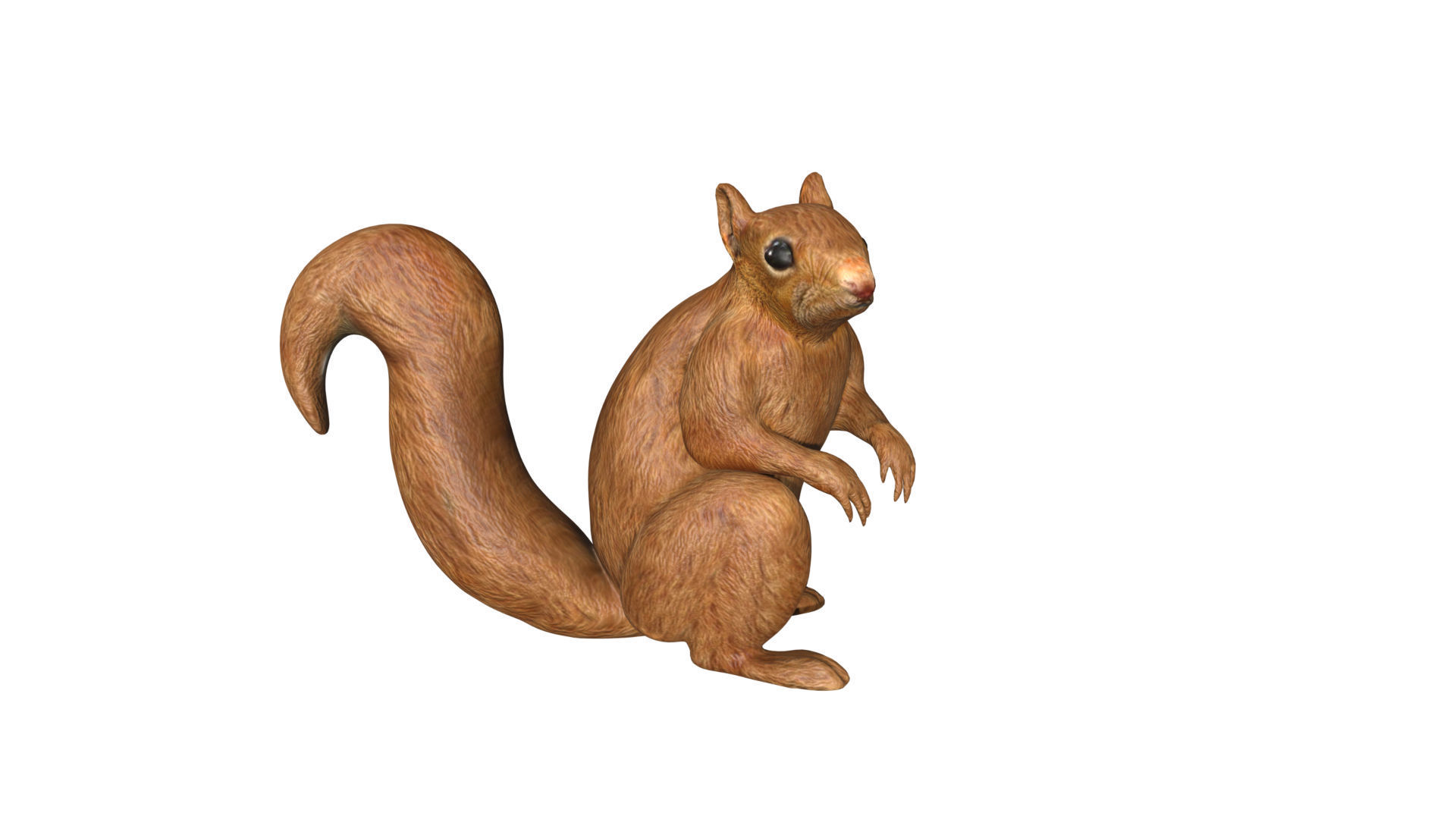 Squirrel Low-poly 3D model_2