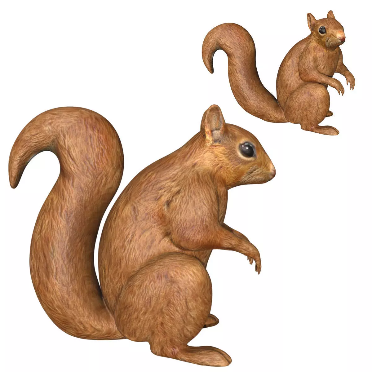Squirrel Low-poly 3D model_0