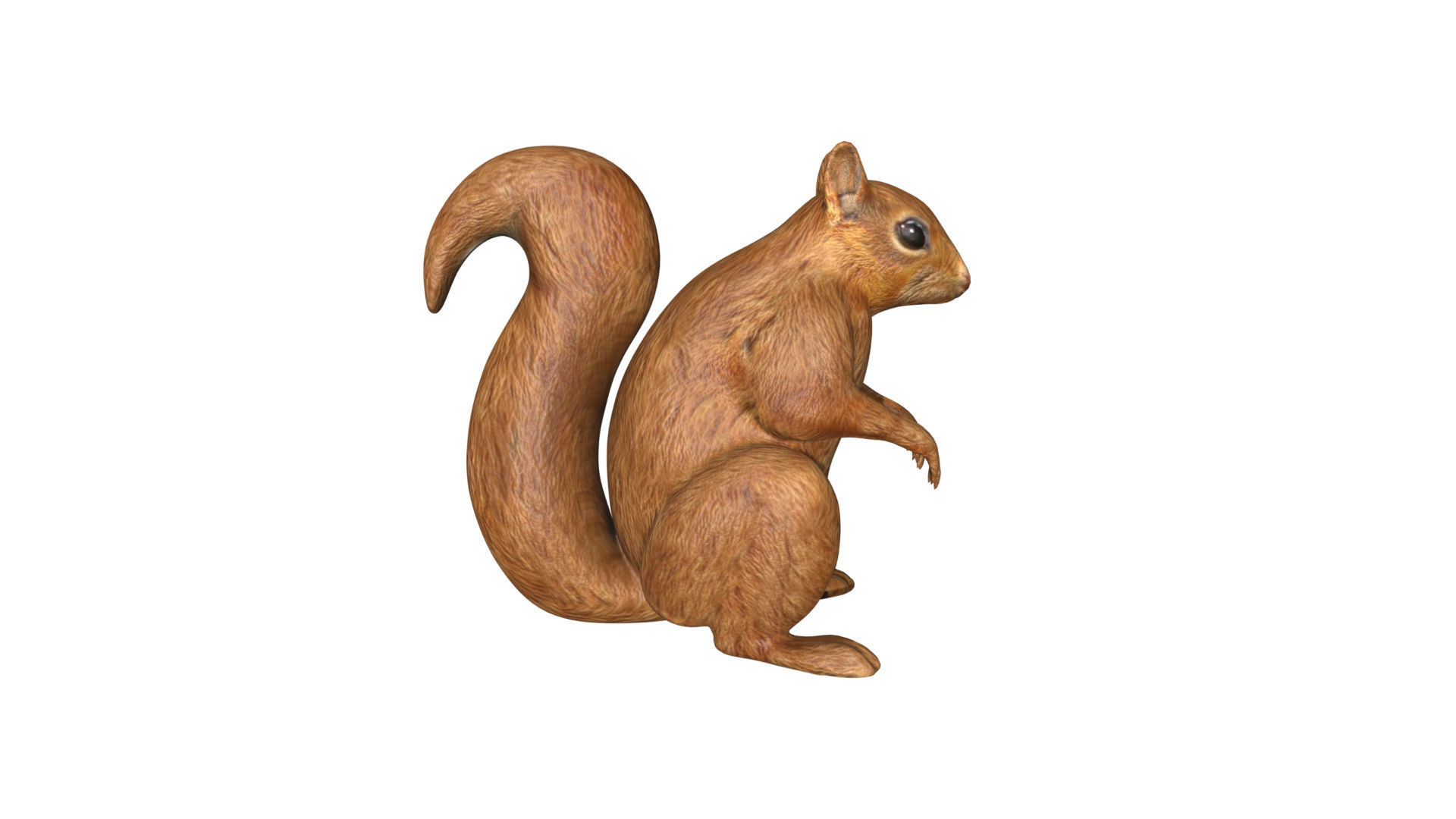 Squirrel Low-poly 3D model_1