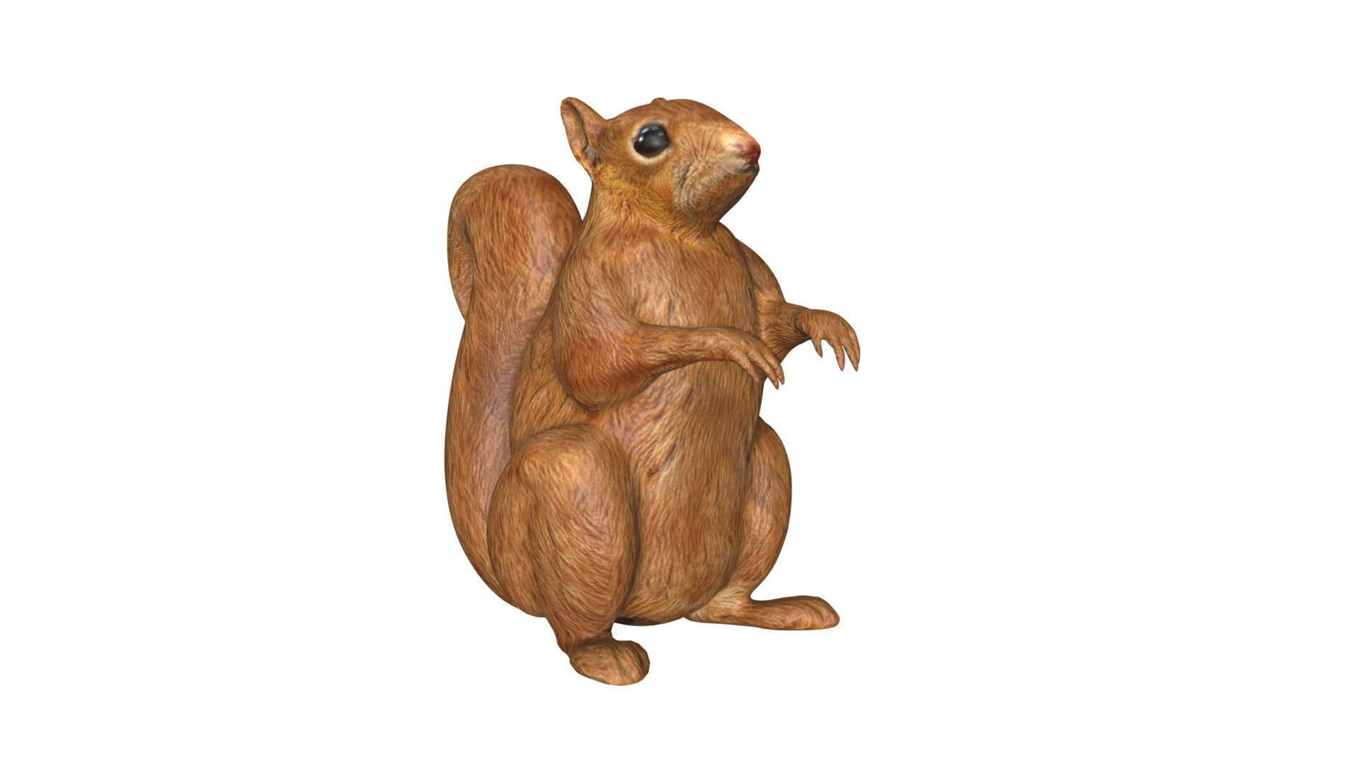 Squirrel Low-poly 3D model_4