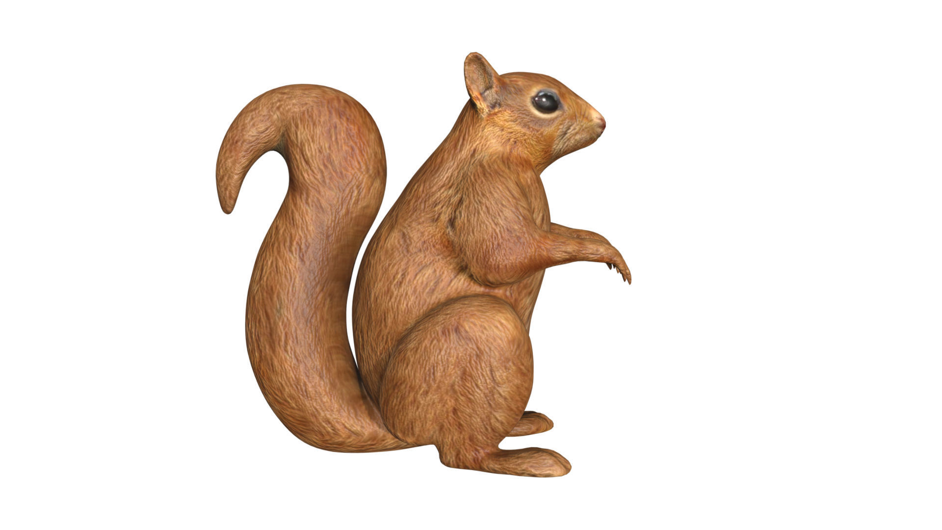 Squirrel Low-poly 3D model_5