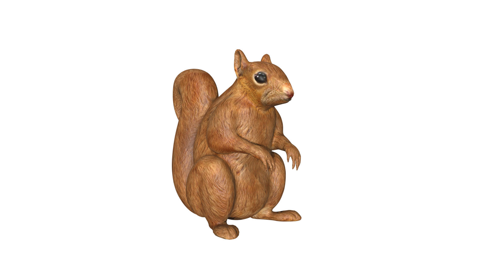 Squirrel Low-poly 3D model_3