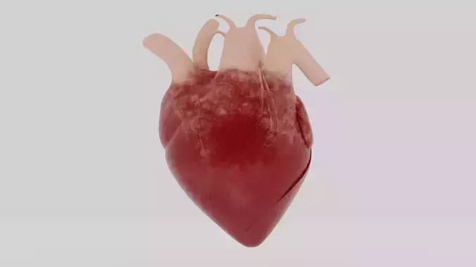HUMAN HEART 3D model