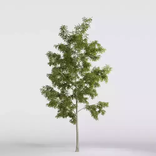 ORGANIKA TREE