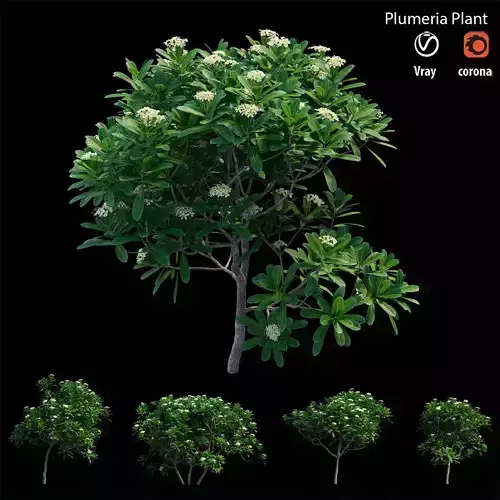 Plumeria Obtusa 3D model