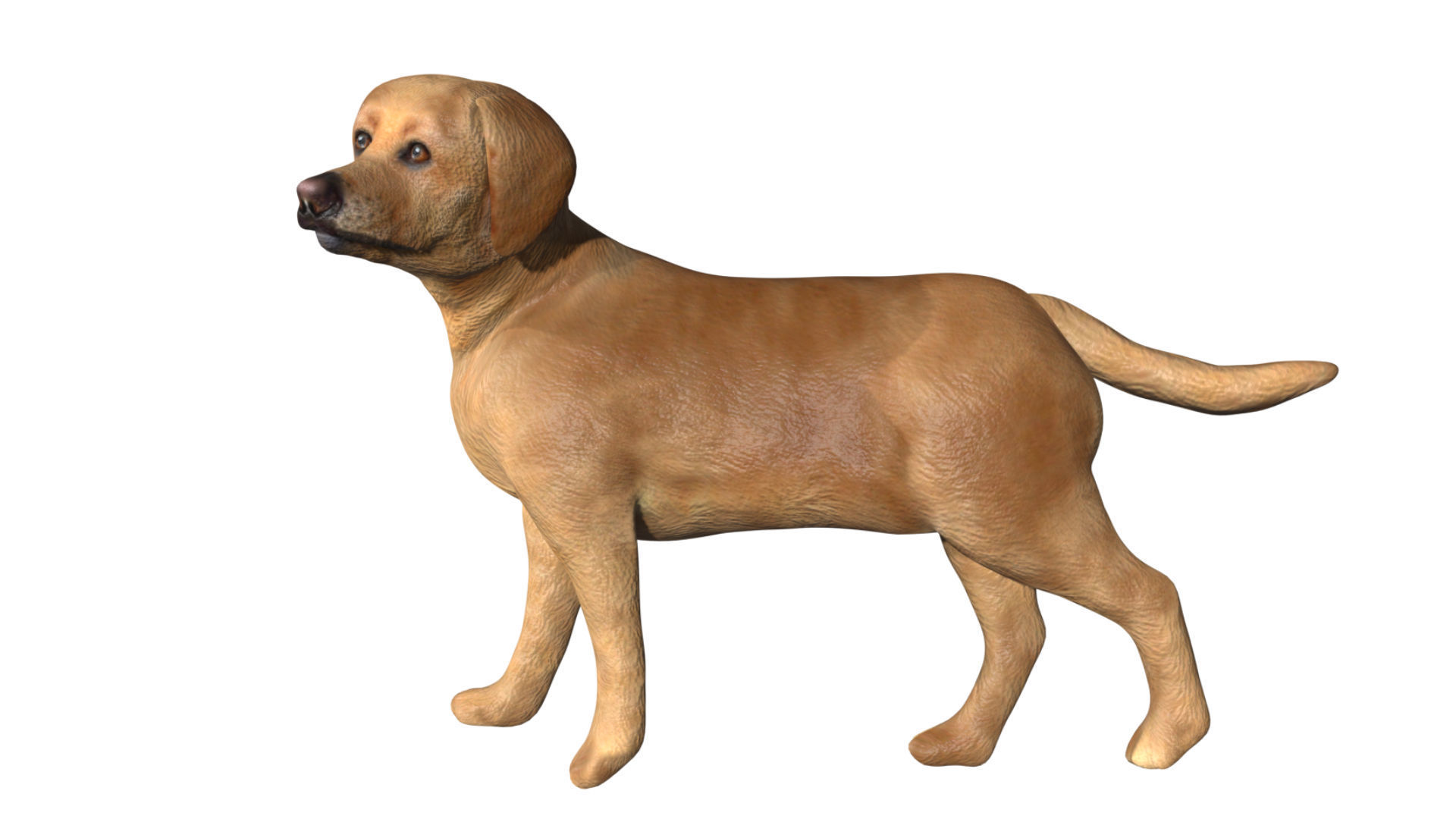 Labrador retriever Low-poly 3D model_3