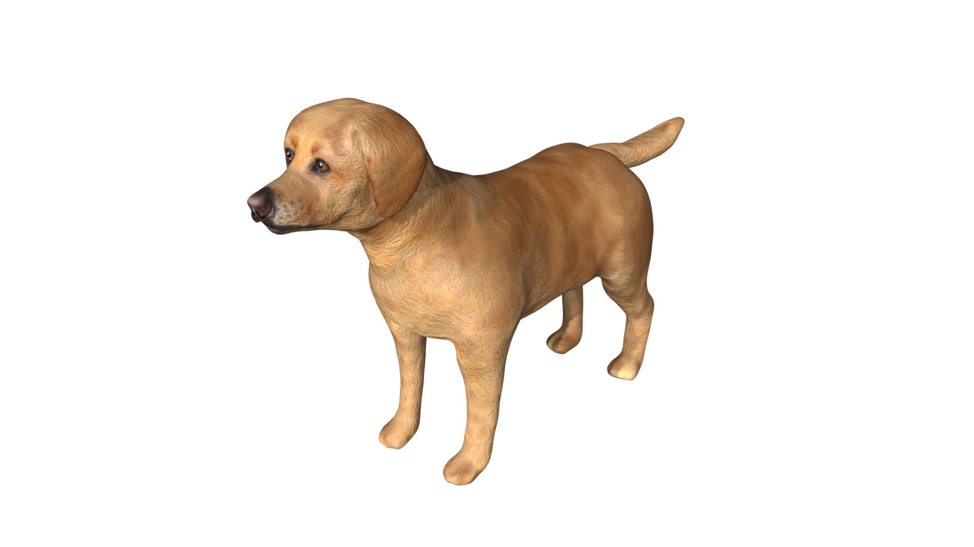 Labrador retriever Low-poly 3D model_1