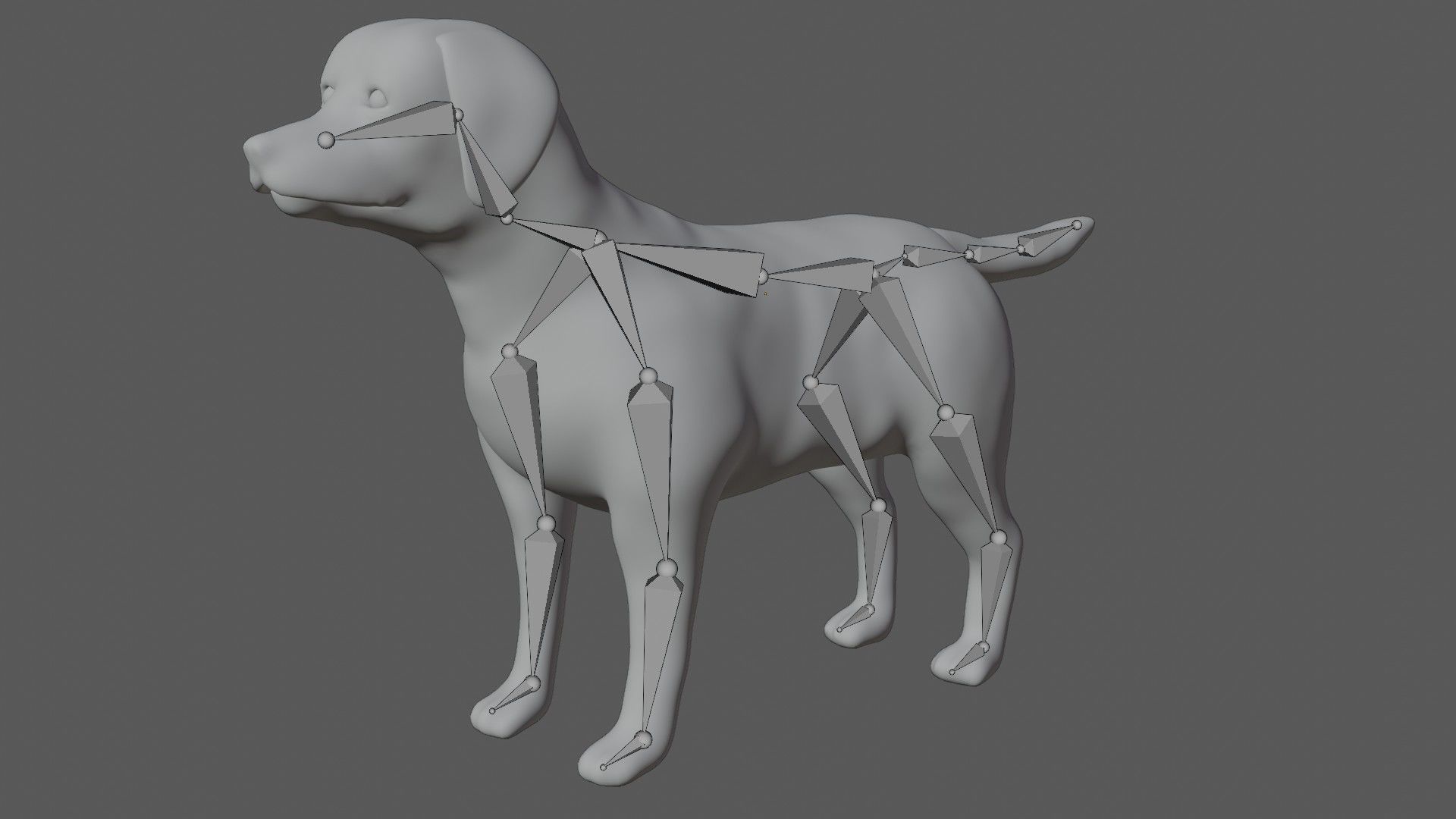 Labrador retriever Low-poly 3D model_7